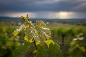 Obavijest vinogradarima!