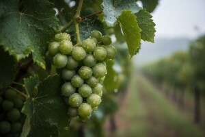 Obavijest vinogradarima!