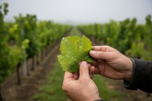 Obavijest vinogradarima!