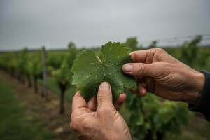 Obavijest vinogradarima!