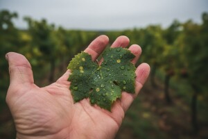 Obavijest vinogradarima!