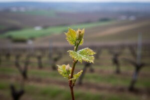 Obavijest vinogradarima!