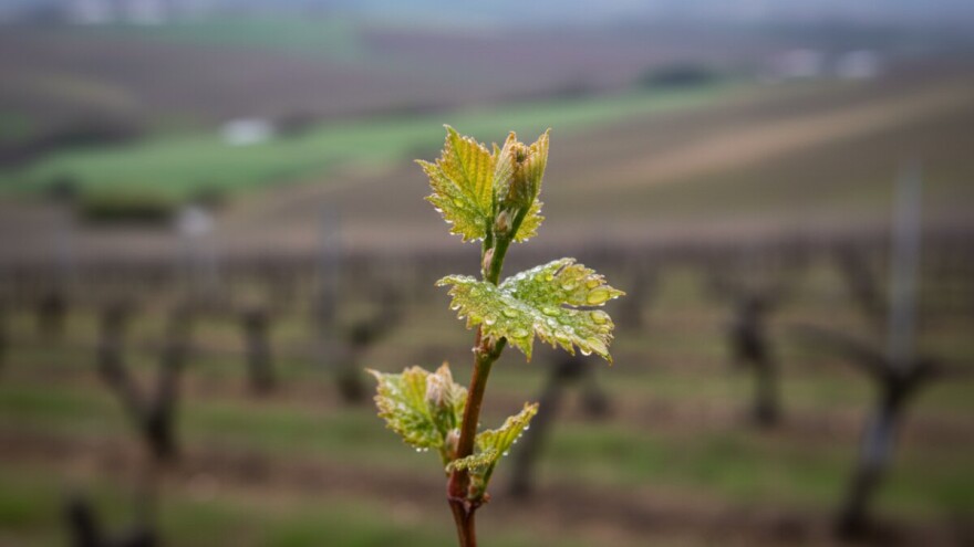 Obavijest vinogradarima!