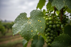 Obavijest vinogradarima!