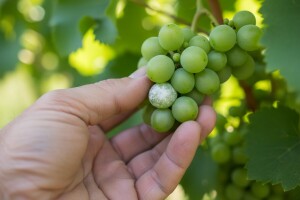 Obavijest vinogradarima!