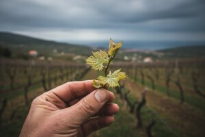 Obavijest vinogradarima!