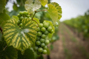 Obavijest vinogradarima!