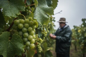 Obavijest vinogradarima!