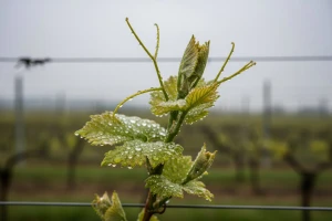 Obavijest vinogradarima!