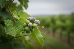 Obavijest vinogradarima