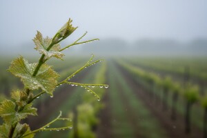 Obavijest vinogradarima!