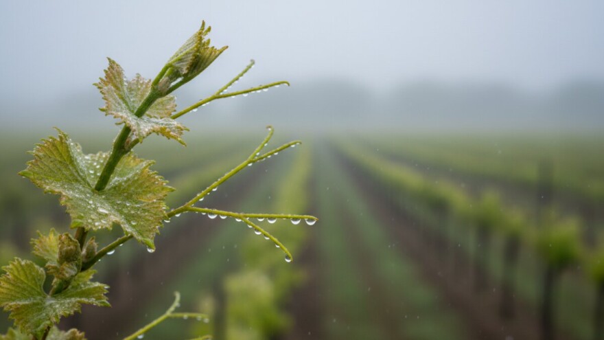 Obavijest vinogradarima!