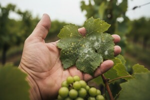 Obavijest vinogradarima!