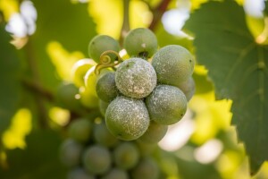 Obavijest vinogradarima