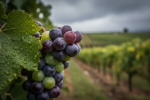 Obavijest vinogradarima