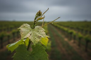 Obavijest vinogradarima!