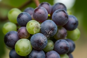 Obavijest vinogradarima!