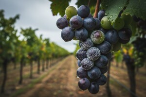 Obavijest vinogradarima!