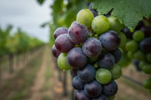 Obavijest vinogradarima!