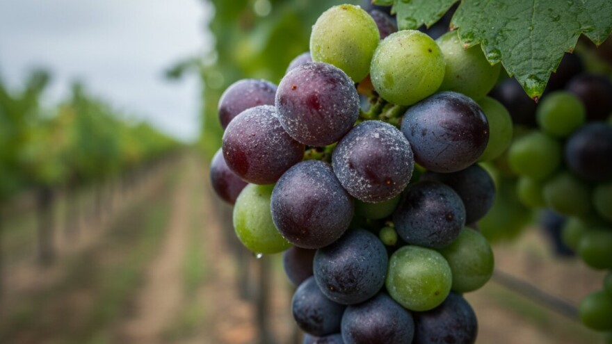 Obavijest vinogradarima!