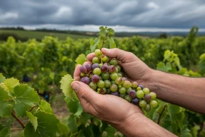 Obavijest vinogradarima!