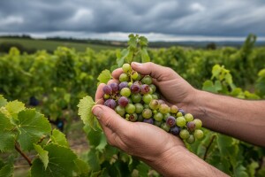 Obavijest vinogradarima!