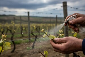 Obavijest vinogradarima!