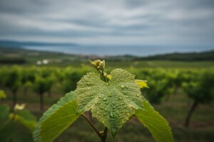 Obavijest vinogradarima!