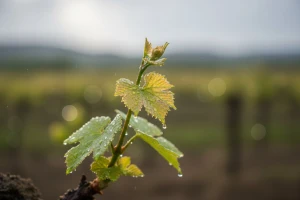 Obavijest vinogradarima!