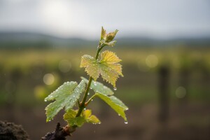 Obavijest vinogradarima!