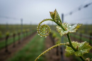 Obavijest vinogradarima