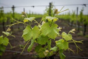 Obavijest vinogradarima!