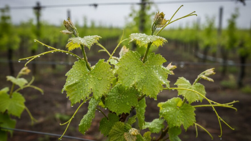 Obavijest vinogradarima!