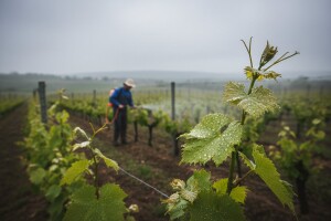 Obavijest vinogradarima