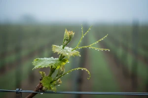 Obavijest vinogradarima