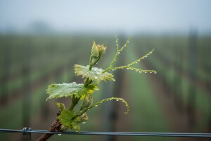 Obavijest vinogradarima