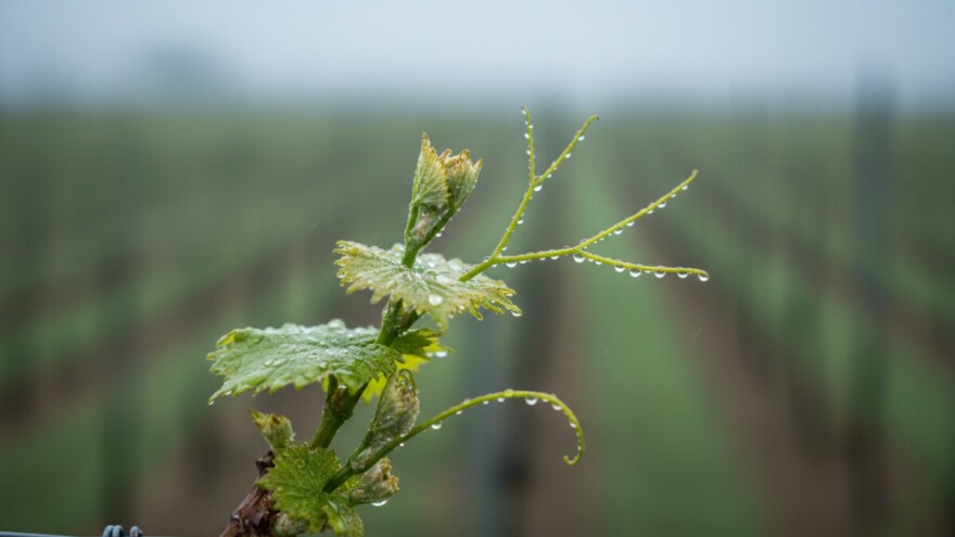 Obavijest vinogradarima