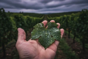 Obavijest vinogradarima
