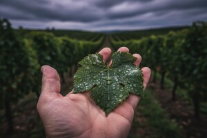 Obavijest vinogradarima