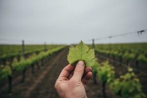 Obavijest vinogradarima!