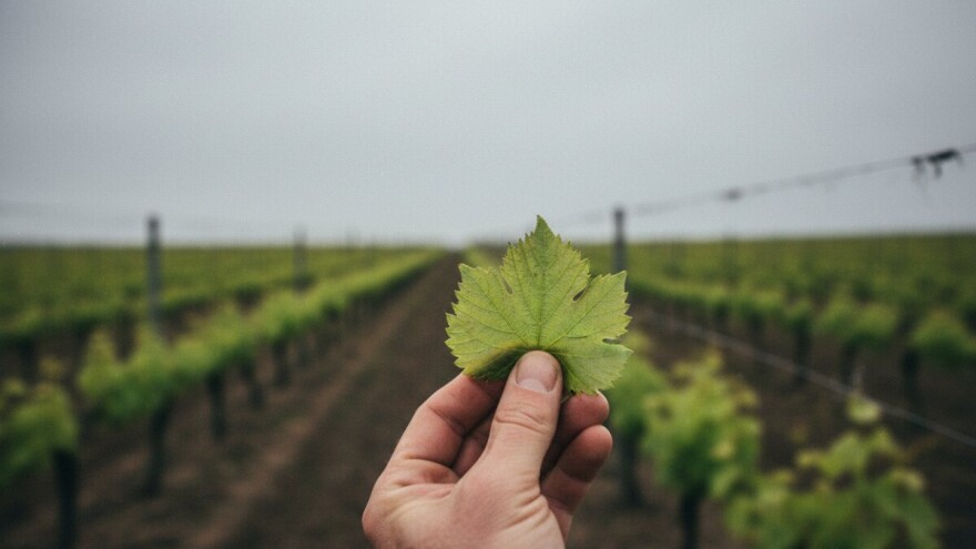 Obavijest vinogradarima!