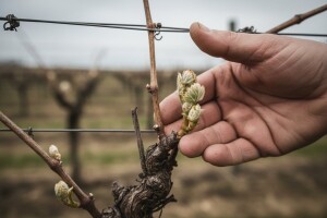 Obavijest  vinogradarima