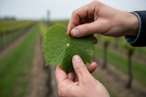 Obavijest vinogradarima