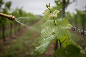 Obavijest vinogradarima