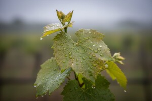 Obavijest vinogradarima!