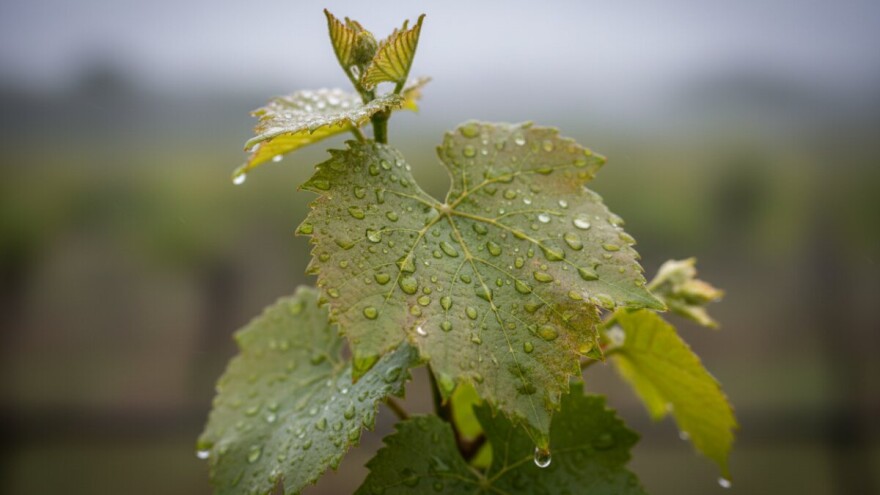 Obavijest vinogradarima!