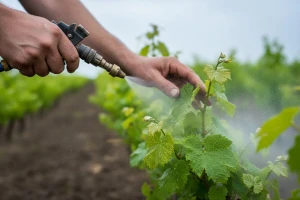 Obavijest vinogradarima!