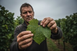 Obavijest vinogradarima!