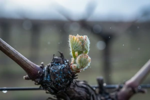 Obavijest vinogradarima
