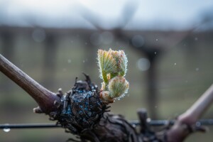 Obavijest vinogradarima